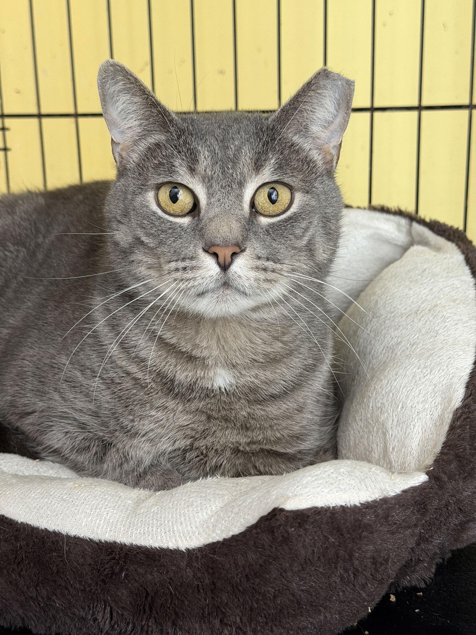 Spencer Gray, a Adoptable Domestic Short Hair in Broomall, PA image 3/3