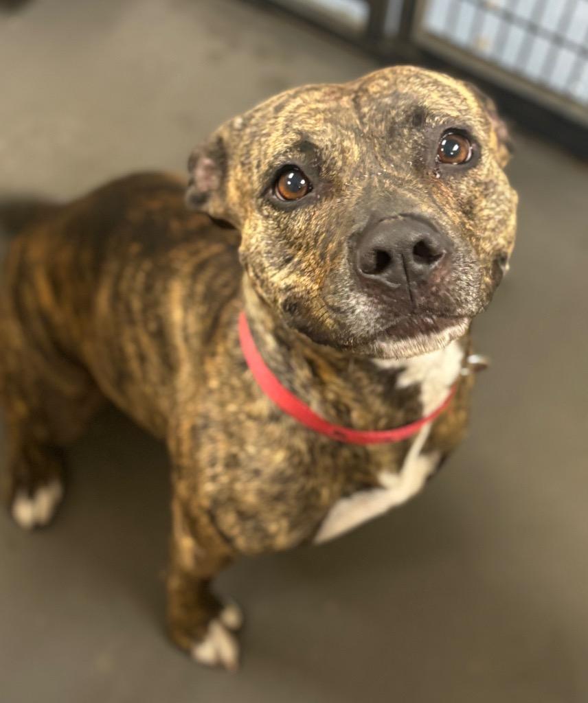 Brynn, Adoptable, Adult Female Plott Hound & Mixed Breed.