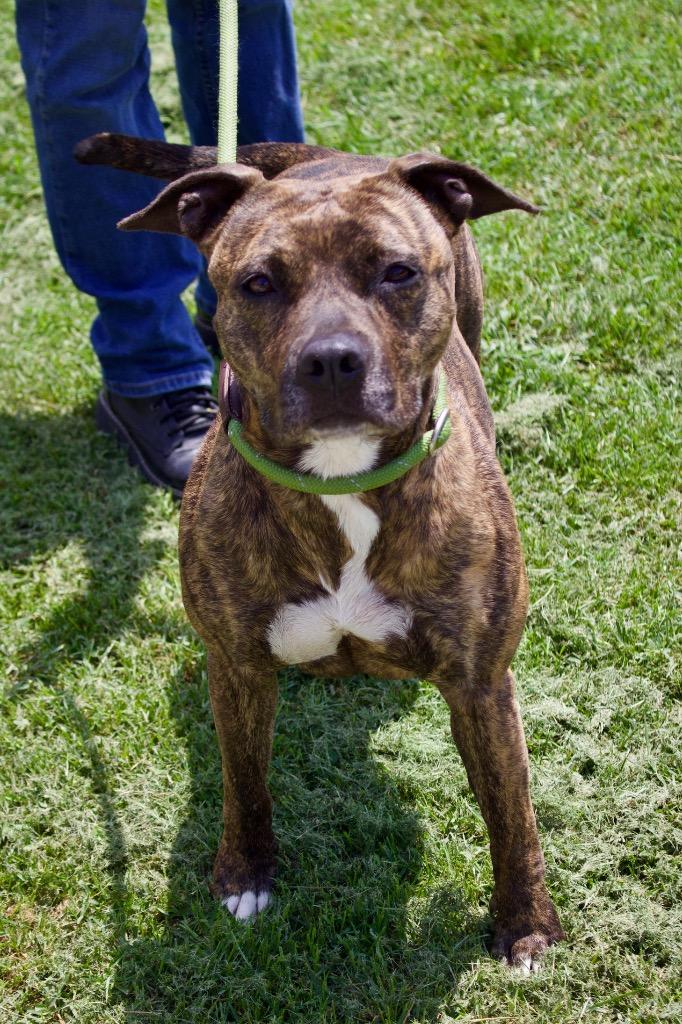 Brynn, a Adoptable mixed breed in Carthage, MO image 2/2