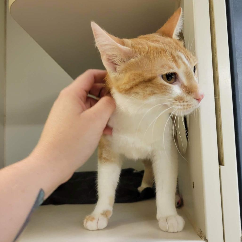 Demi, Adoptable, Adult Female Domestic Short Hair.