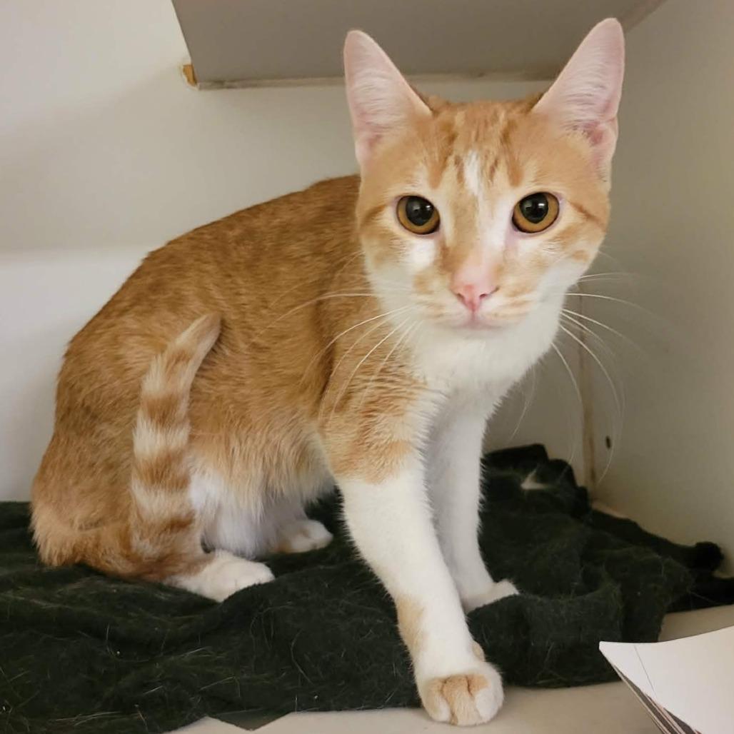 Enlarge Demi, a Adoptable Domestic Short Hair in Columbia, MO image 2/6