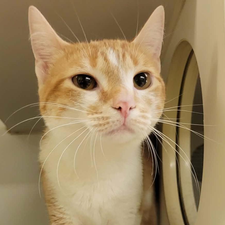 Enlarge Demi, a Adoptable Domestic Short Hair in Columbia, MO image 3/6