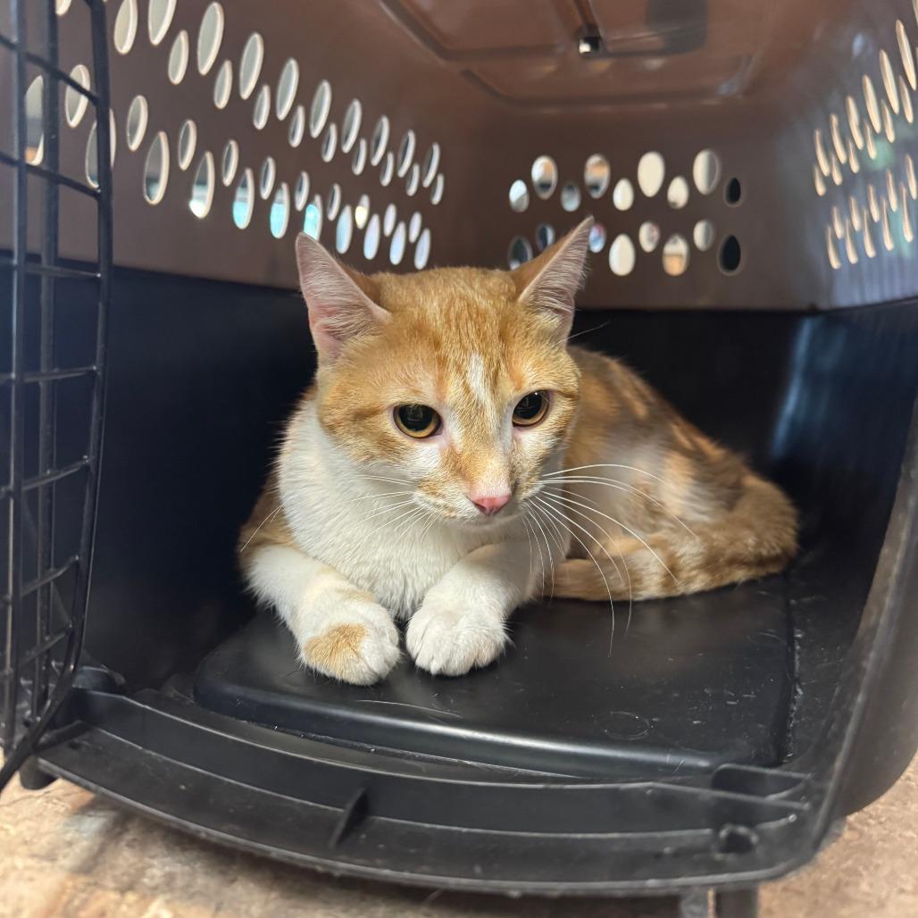 Enlarge Demi, a Adoptable Domestic Short Hair in Columbia, MO image 4/6