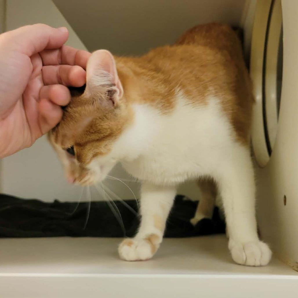 Enlarge Demi, a Adoptable Domestic Short Hair in Columbia, MO image 5/6