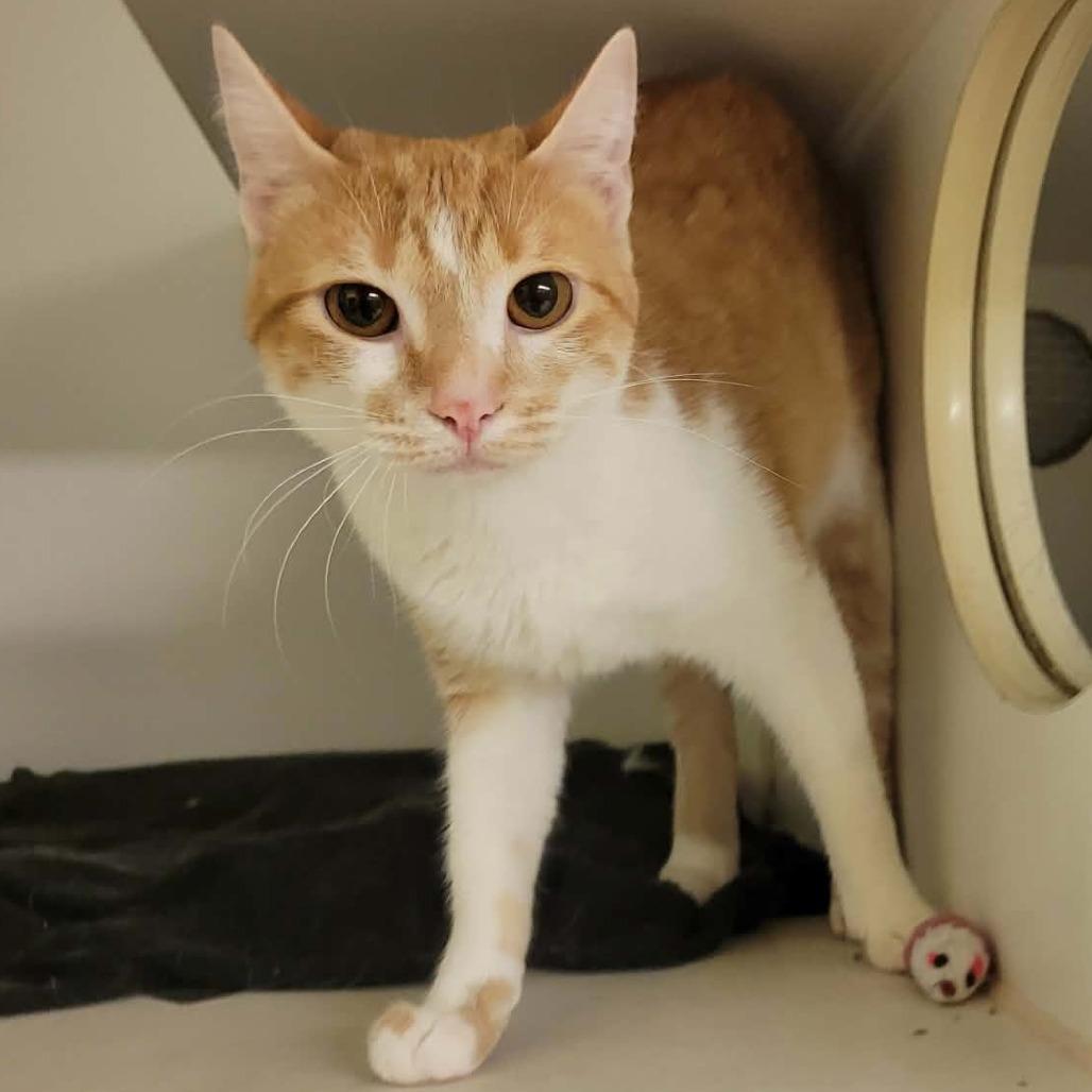 Enlarge Demi, a Adoptable Domestic Short Hair in Columbia, MO image 6/6