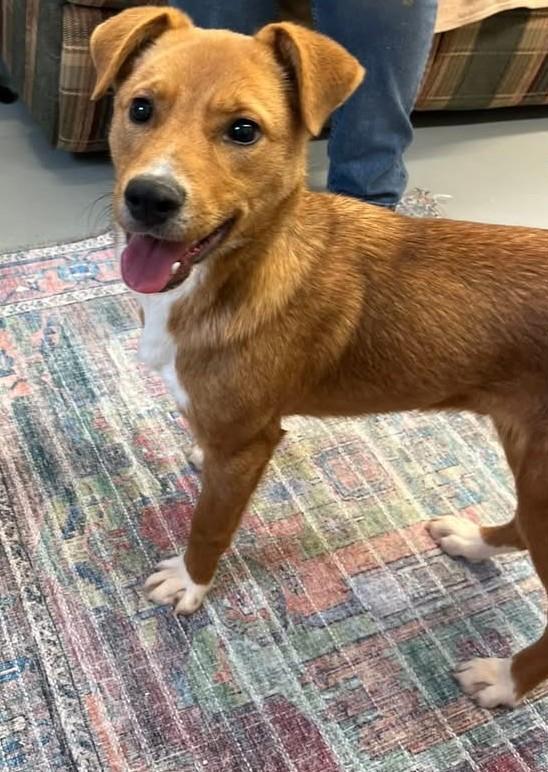 Enlarge Brownie, a ADOPTABLE mixed breed in Fincastle, VA image 1/1