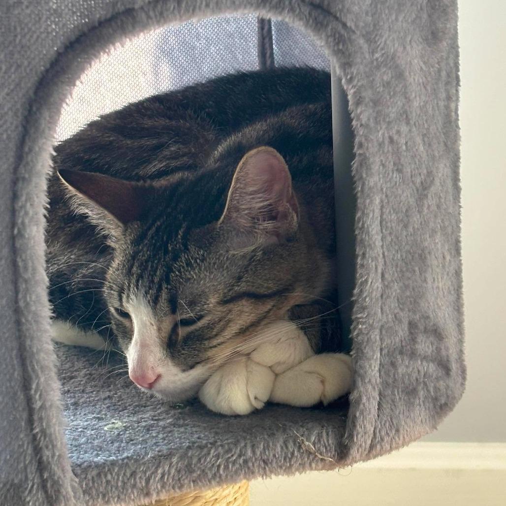 Honey, Adoptable, Young Female Domestic Short Hair.