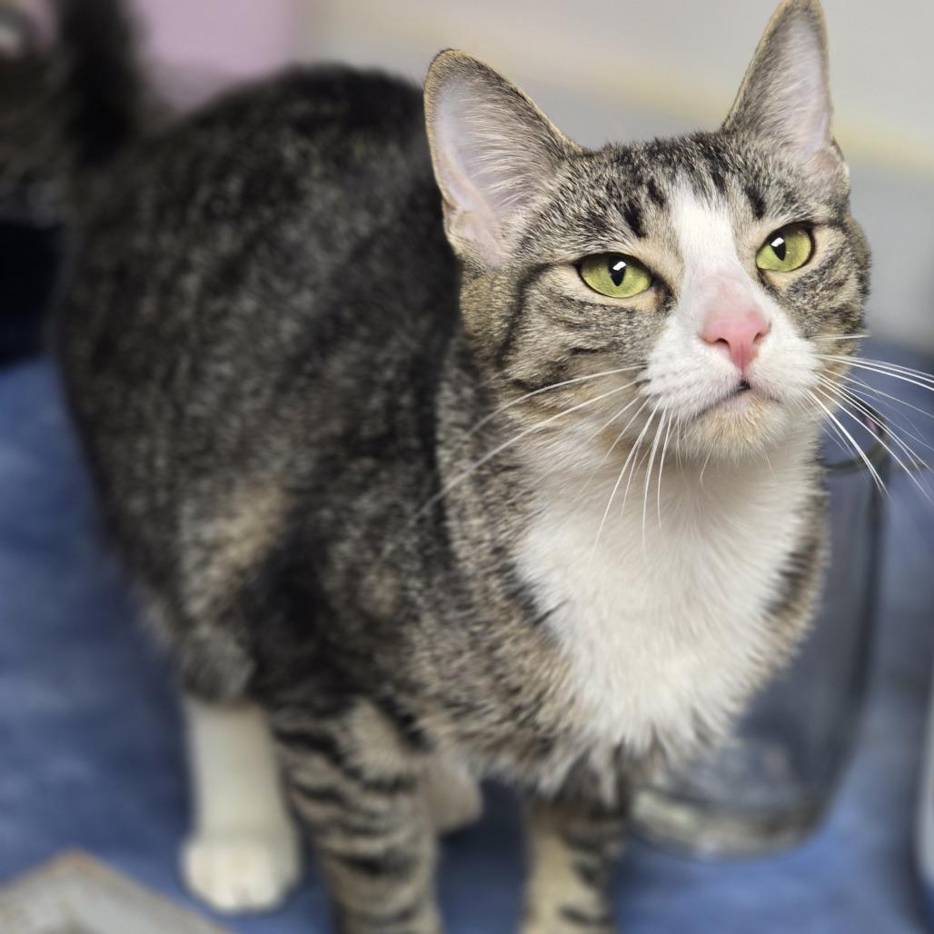Honey, a Adoptable Domestic Short Hair in Jarrettsville, MD image 4/6