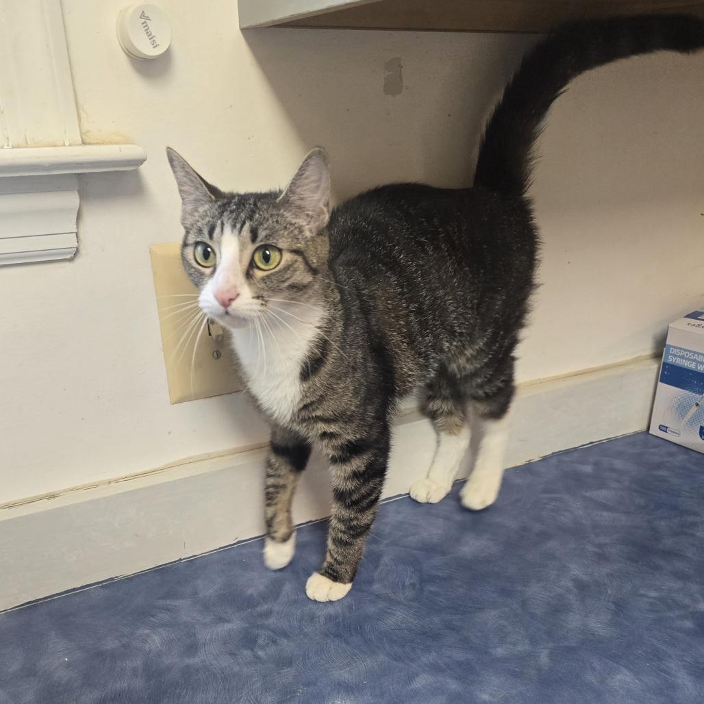 Honey, a Adoptable Domestic Short Hair in Jarrettsville, MD image 5/6