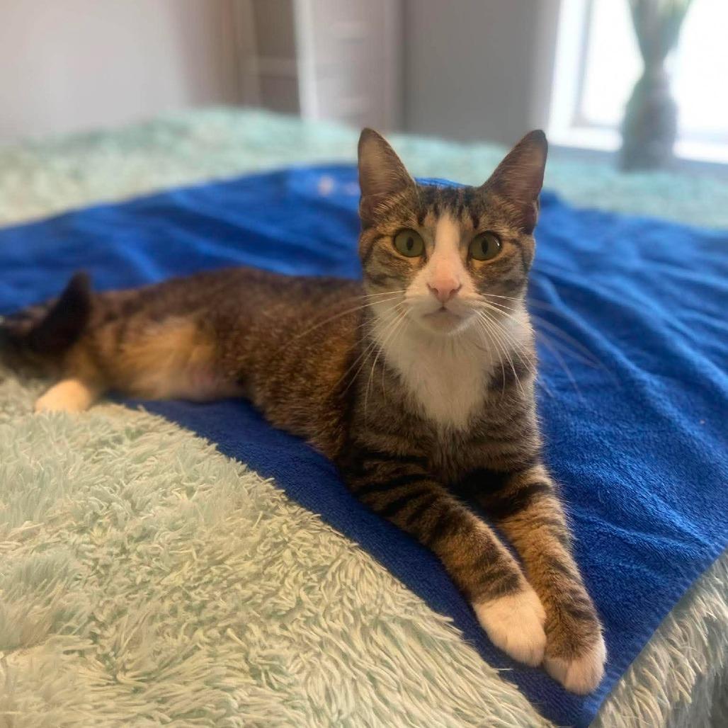 Honey, a Adoptable Domestic Short Hair in Jarrettsville, MD image 6/6