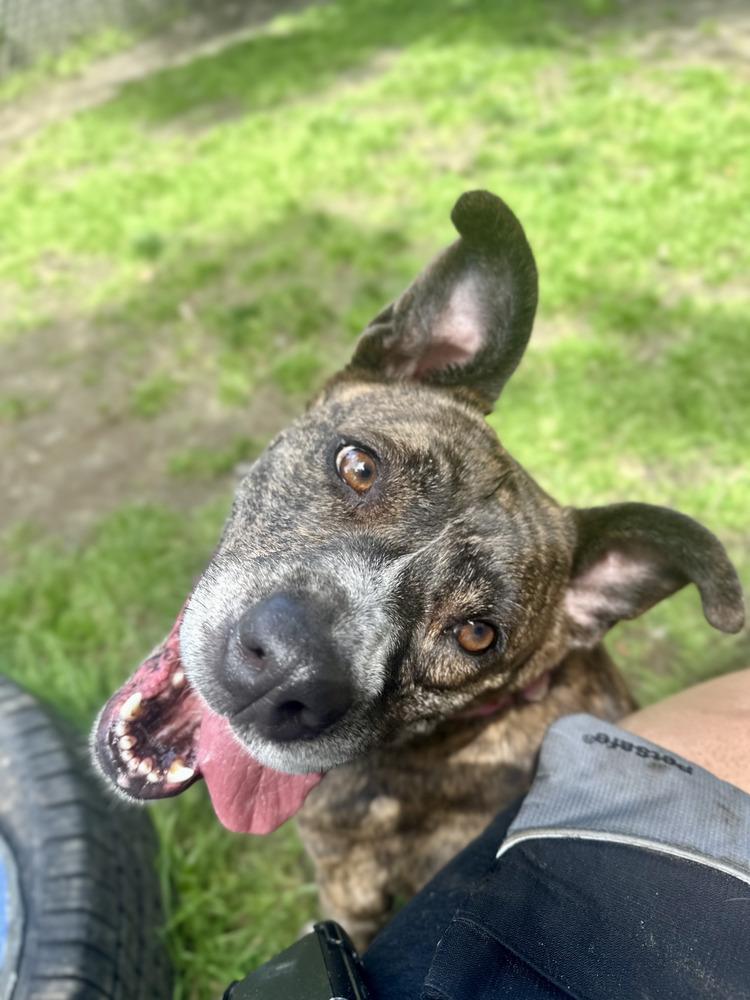 Dolly, a Adoptable mixed breed in Brewster , NY image 2/6