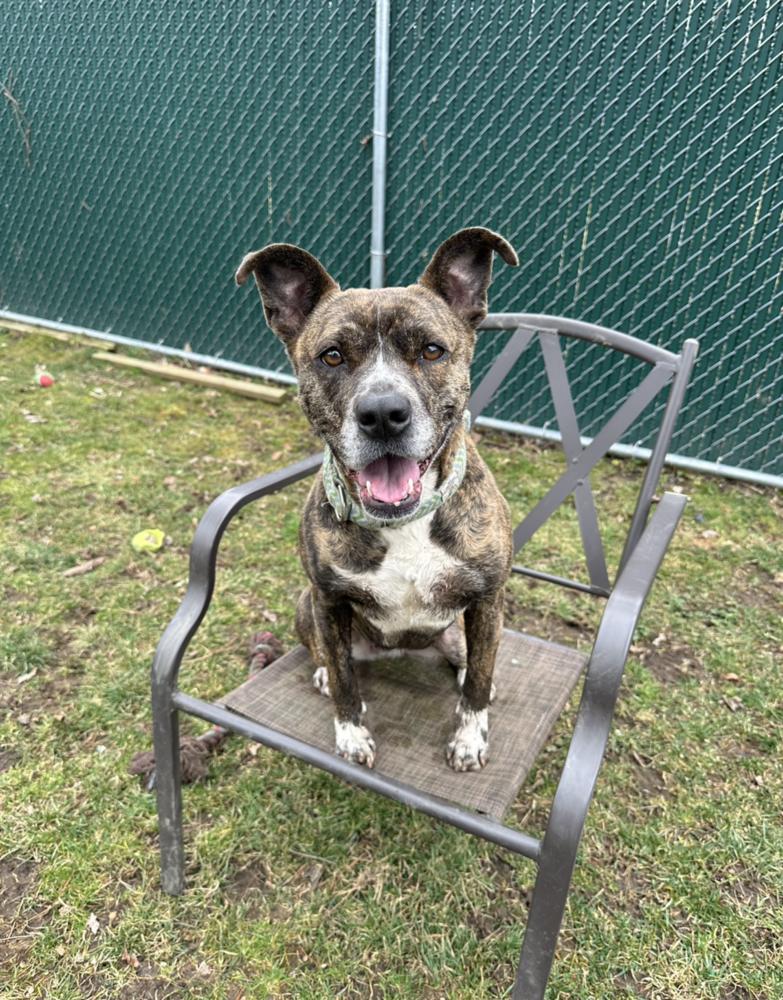 Dolly, a Adoptable mixed breed in Brewster , NY image 6/6