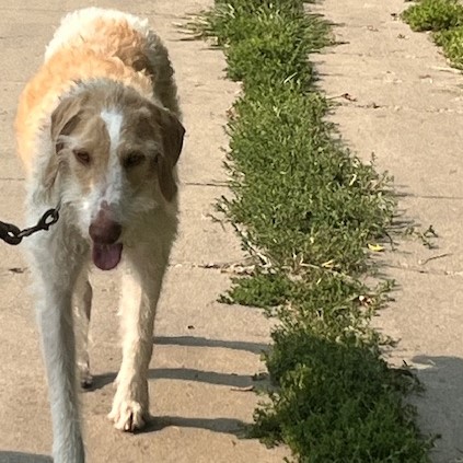 Oscar, a Adoptable mixed breed in Grand Forks, ND image 2/3