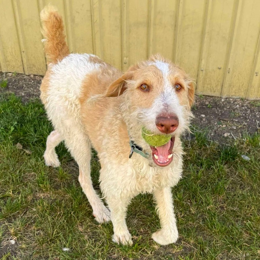 Oscar, Adoptable, Adult Male Brittany Spaniel & Poodle.