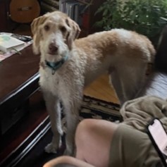 Oscar, a Adoptable mixed breed in Grand Forks, ND image 3/3