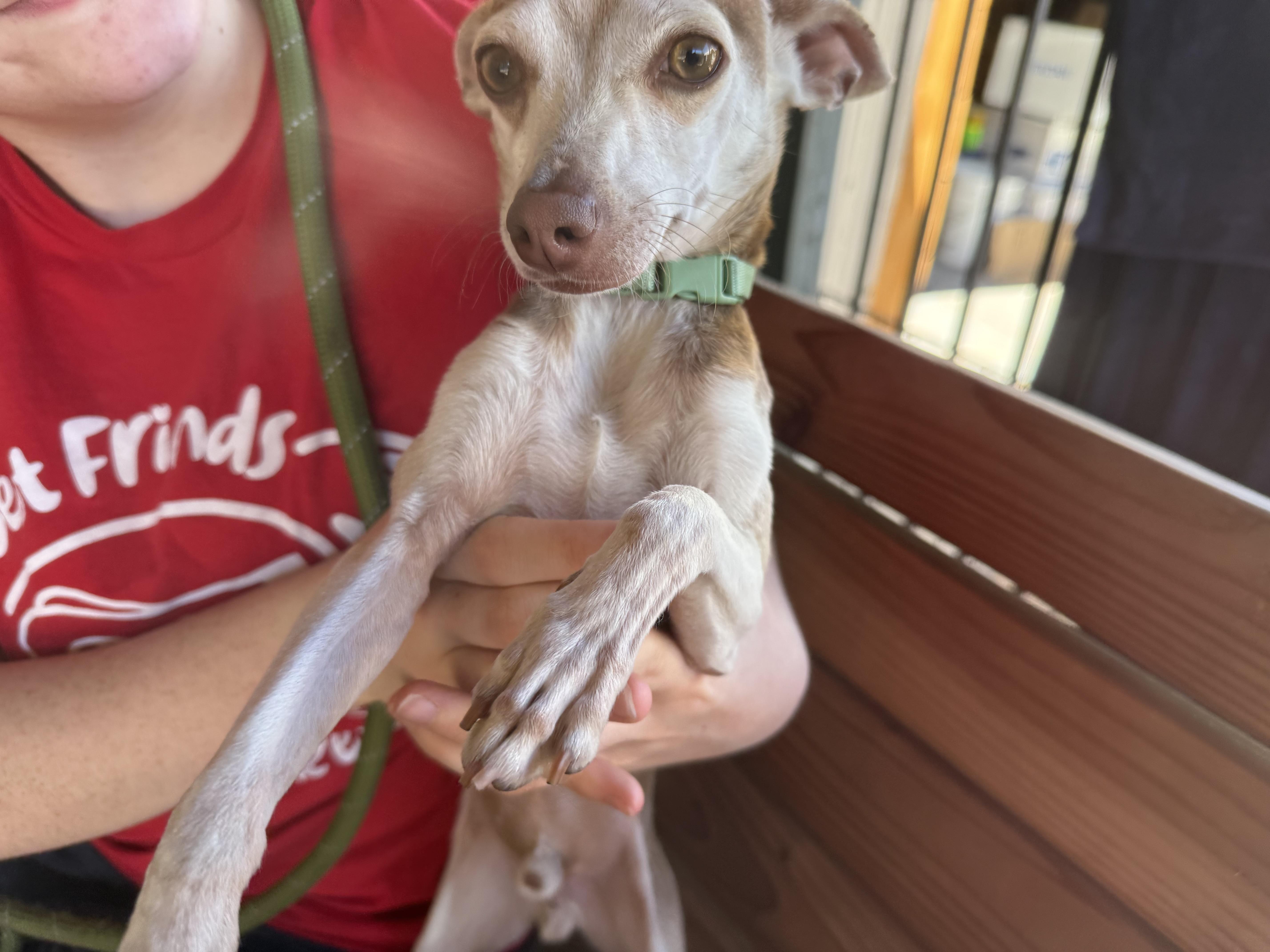 Enlarge Ollie Pop, an adopted Chihuahua in Plano, TX image 2/4