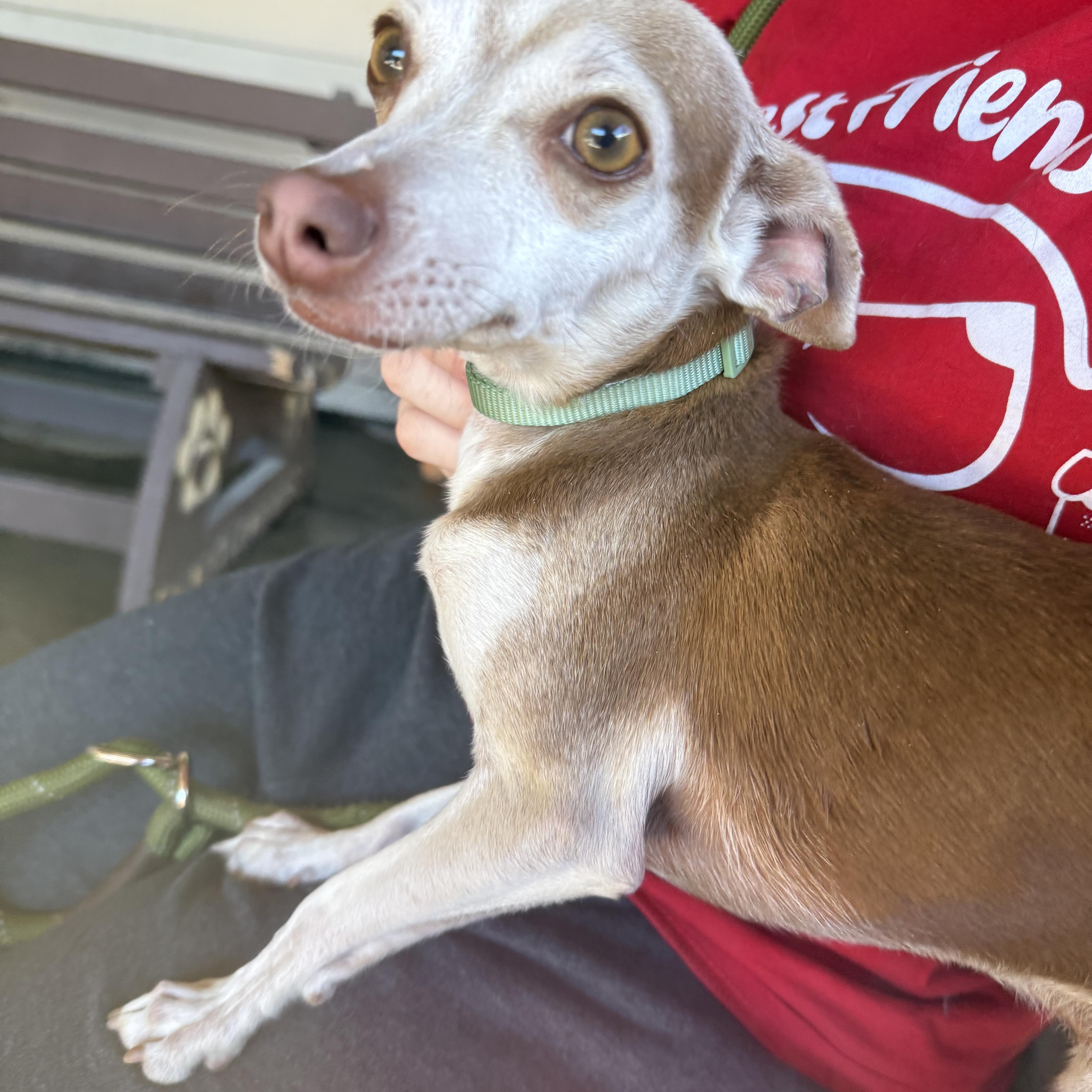 Ollie Pop, adopted, Adult Male Chihuahua.