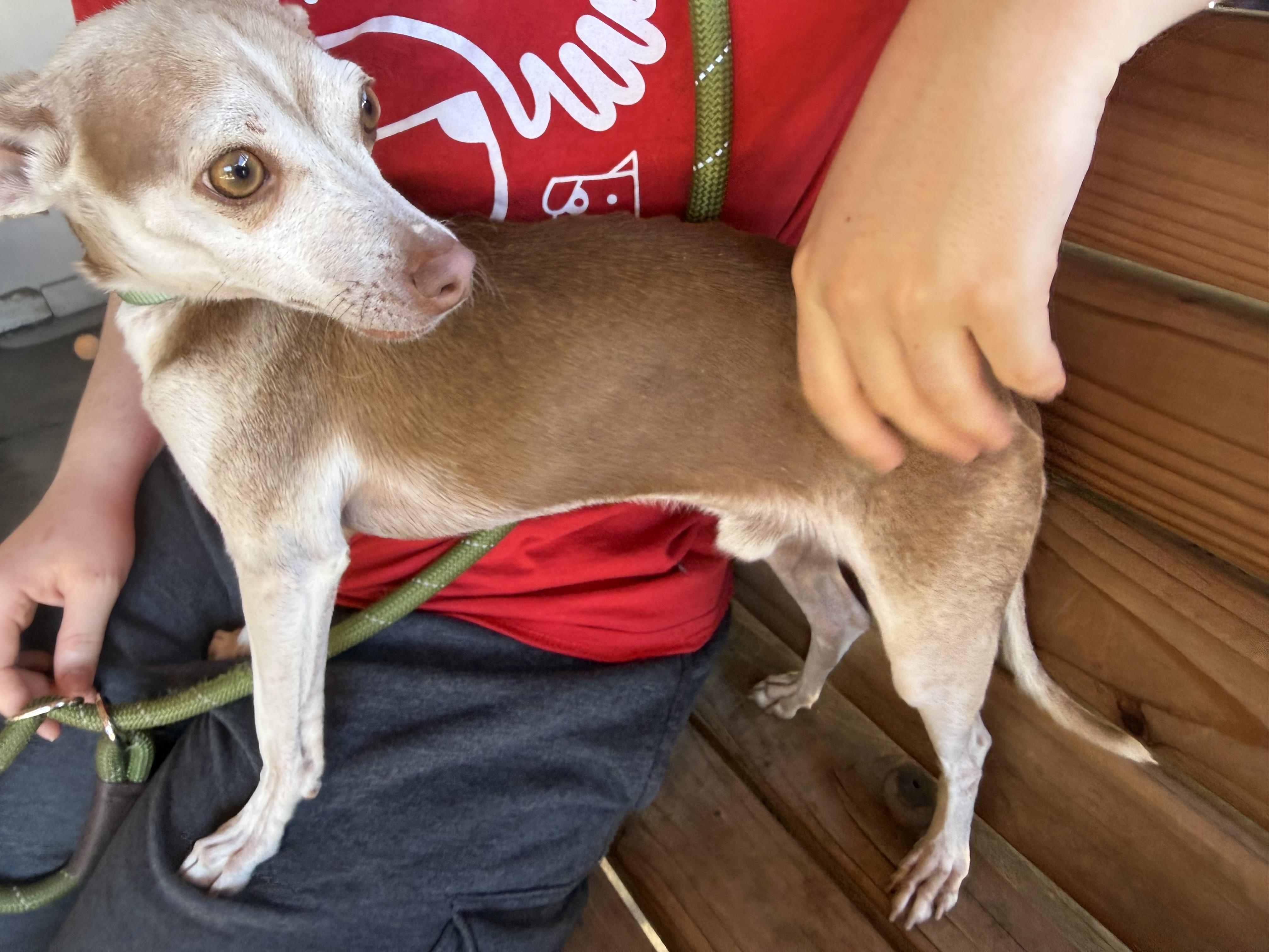 Enlarge Ollie Pop, an adopted Chihuahua in Plano, TX image 3/4