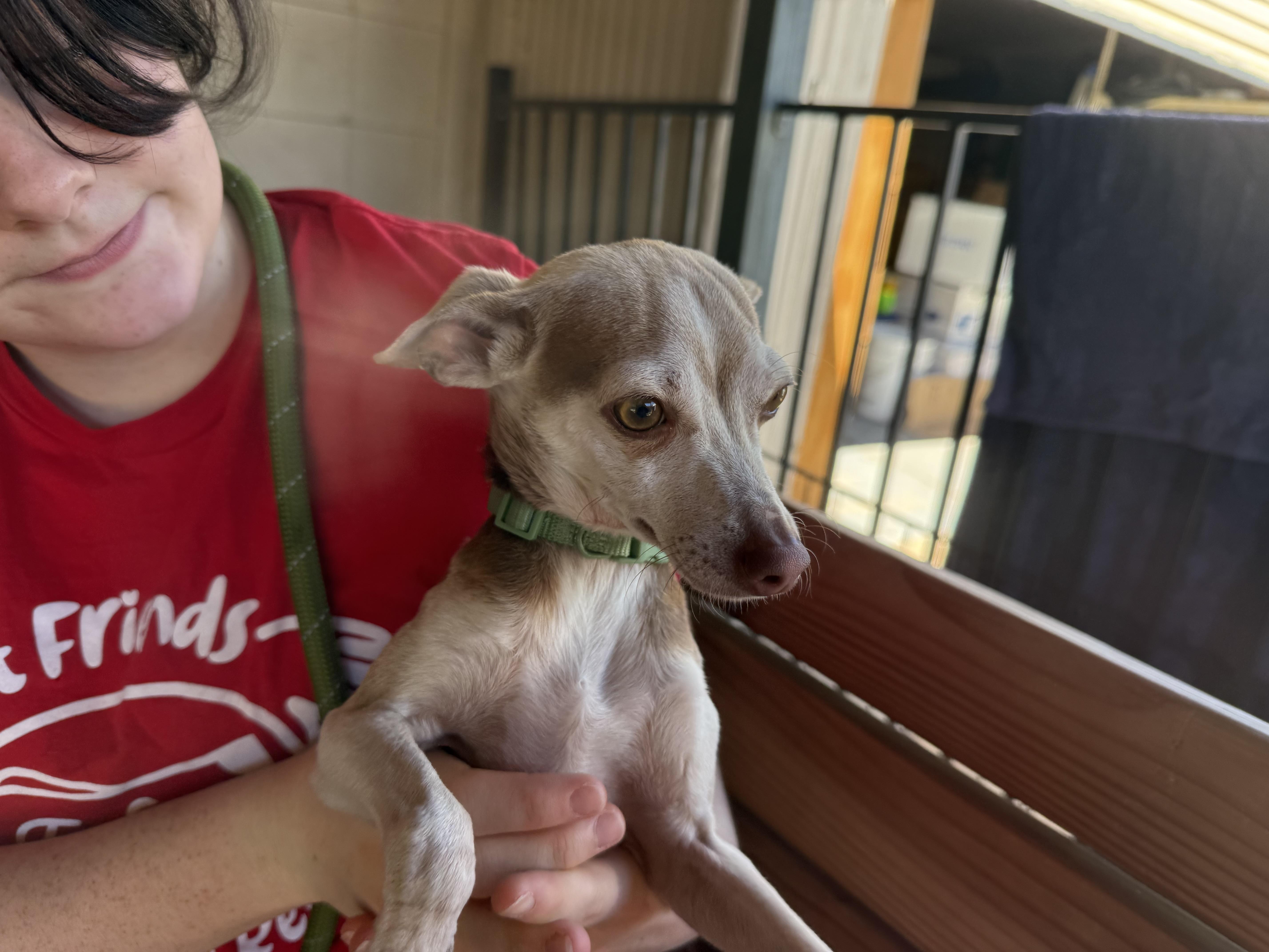 Enlarge Ollie Pop, an adopted Chihuahua in Plano, TX image 4/4