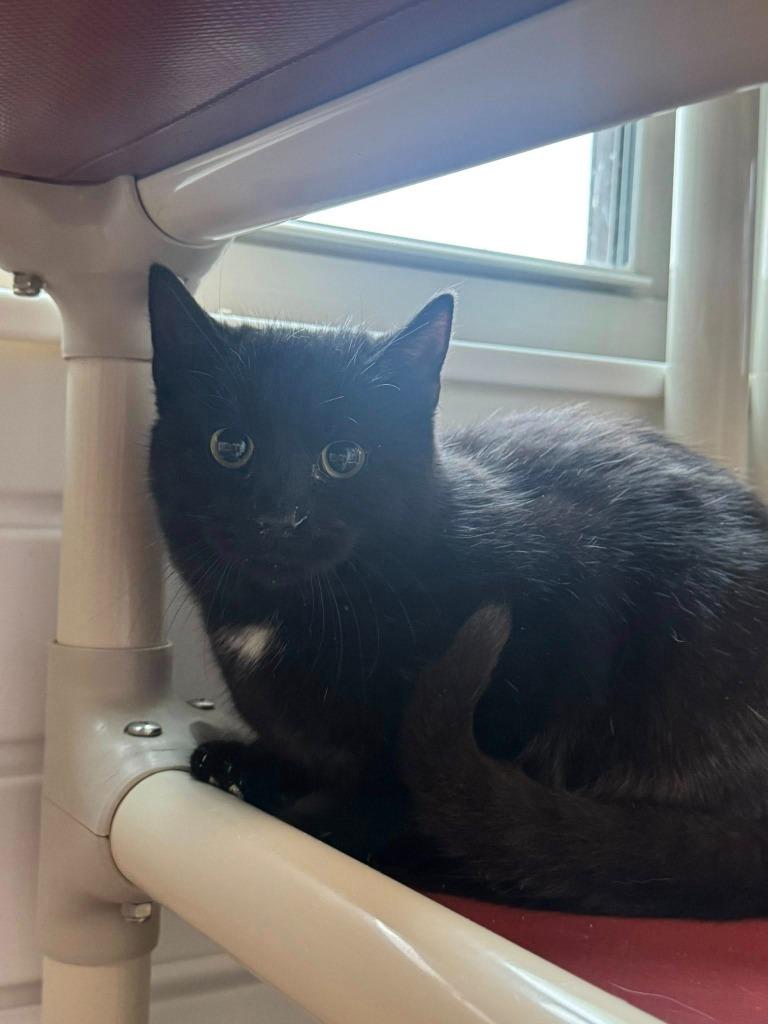 Enlarge Sofia, a Adoptable mixed breed in Marion, OH image 1/2