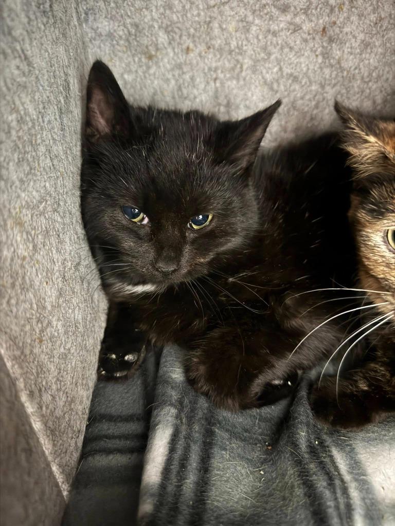 Enlarge Sofia, a Adoptable mixed breed in Marion, OH image 2/2