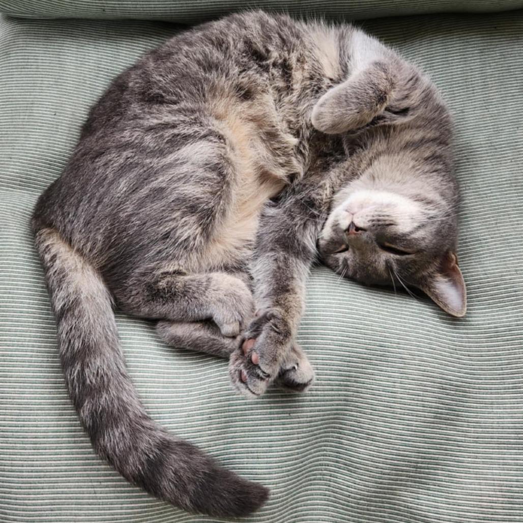 Evangeline, Adoptable, Adult Female Domestic Short Hair.