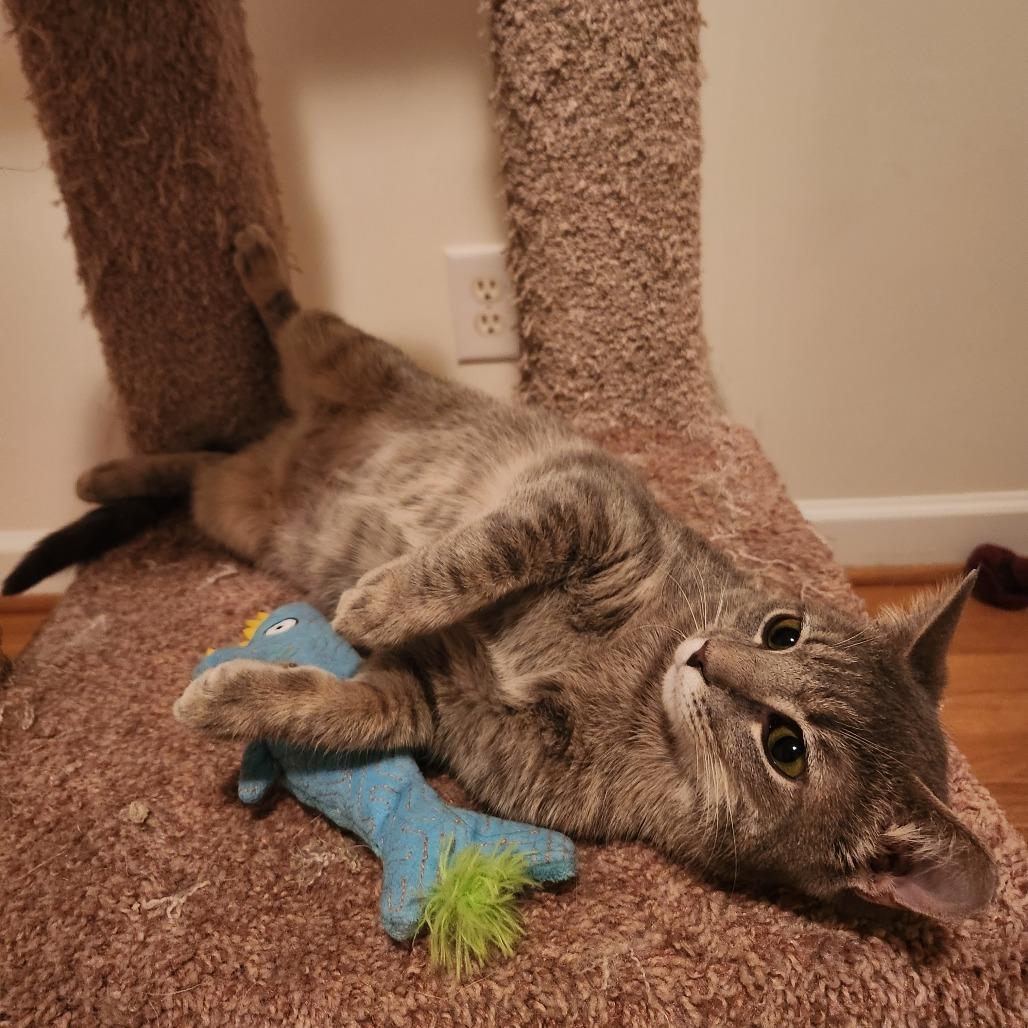 Evangeline, a Adoptable Domestic Short Hair in Durham, NC image 2/6