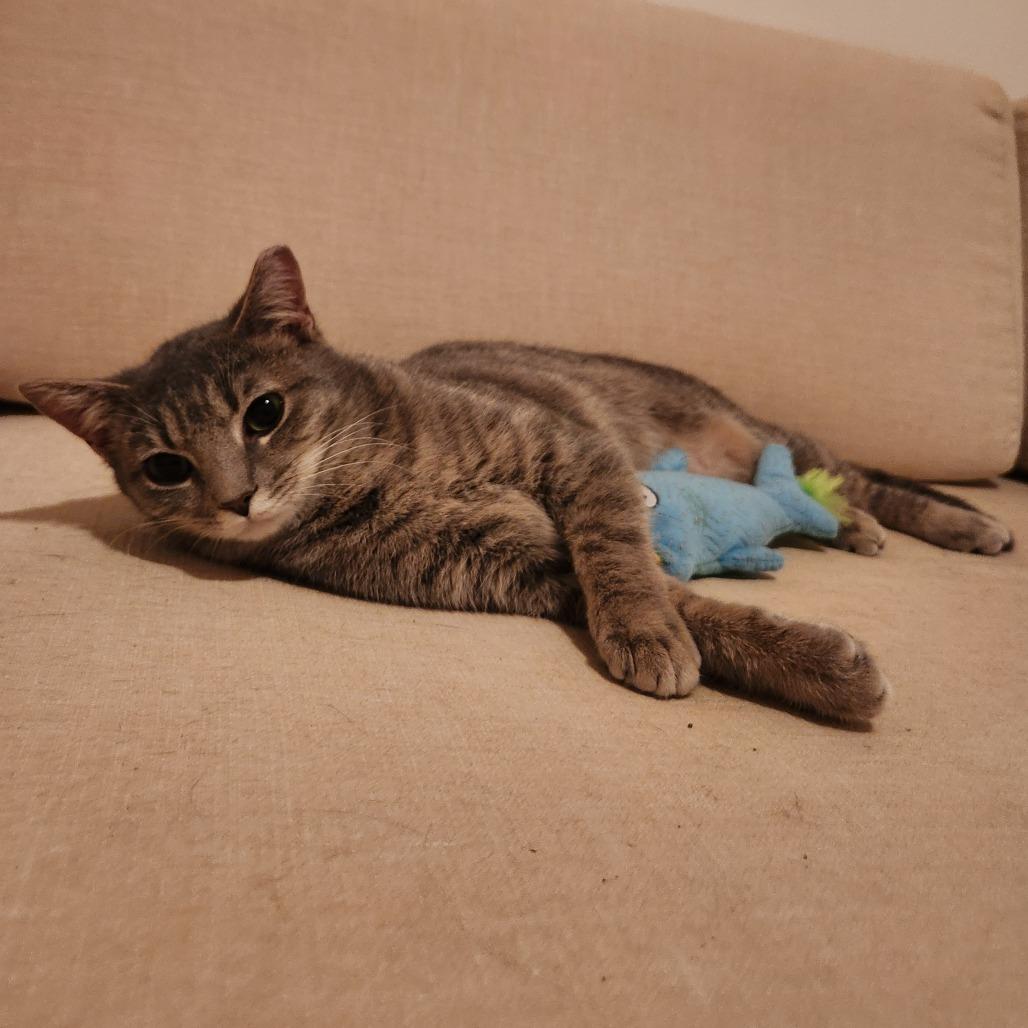 Evangeline, a Adoptable Domestic Short Hair in Durham, NC image 3/6