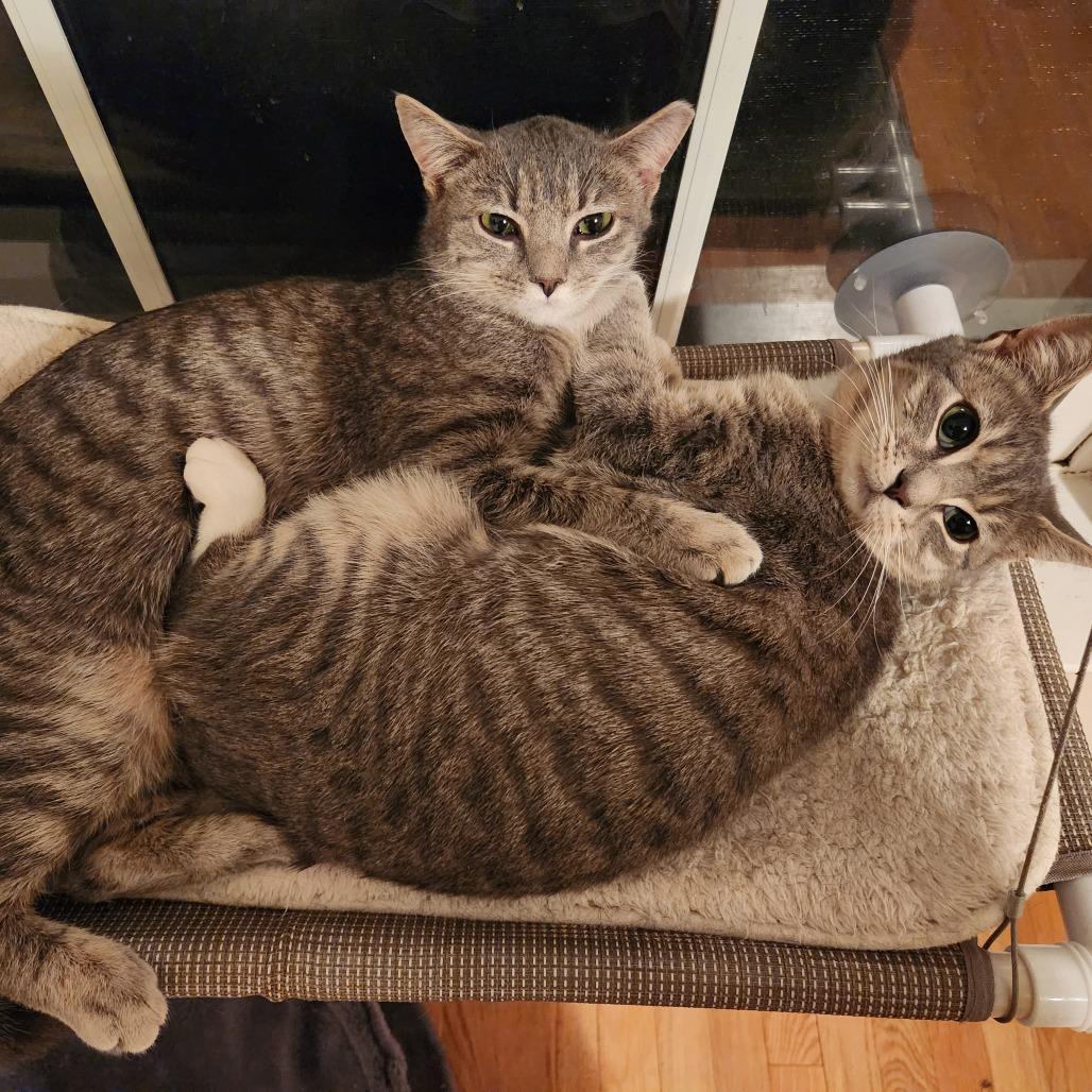 Evangeline, a Adoptable Domestic Short Hair in Durham, NC image 4/6