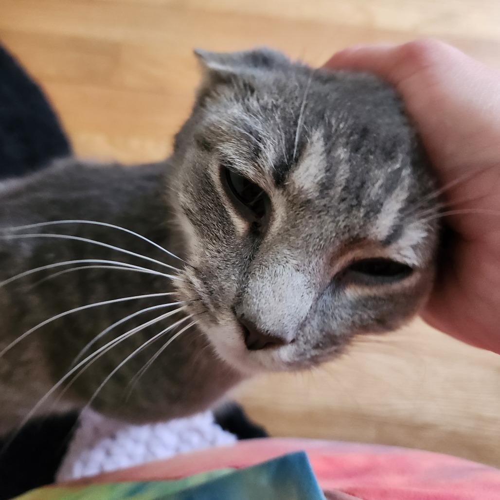 Evangeline, a Adoptable Domestic Short Hair in Durham, NC image 5/6