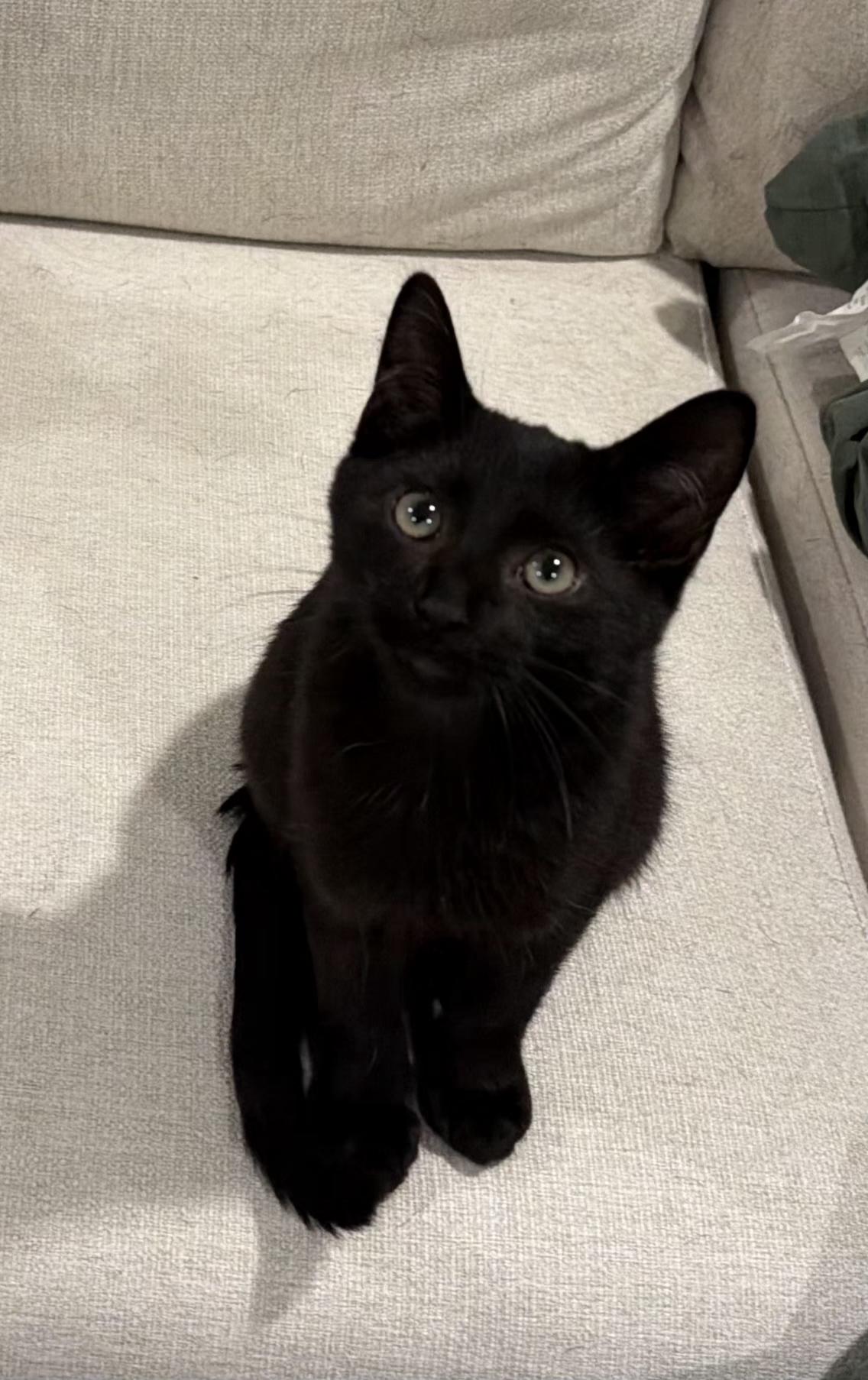 Enlarge Taj, an adoptable Domestic Short Hair in Grove City, OH image 1/3