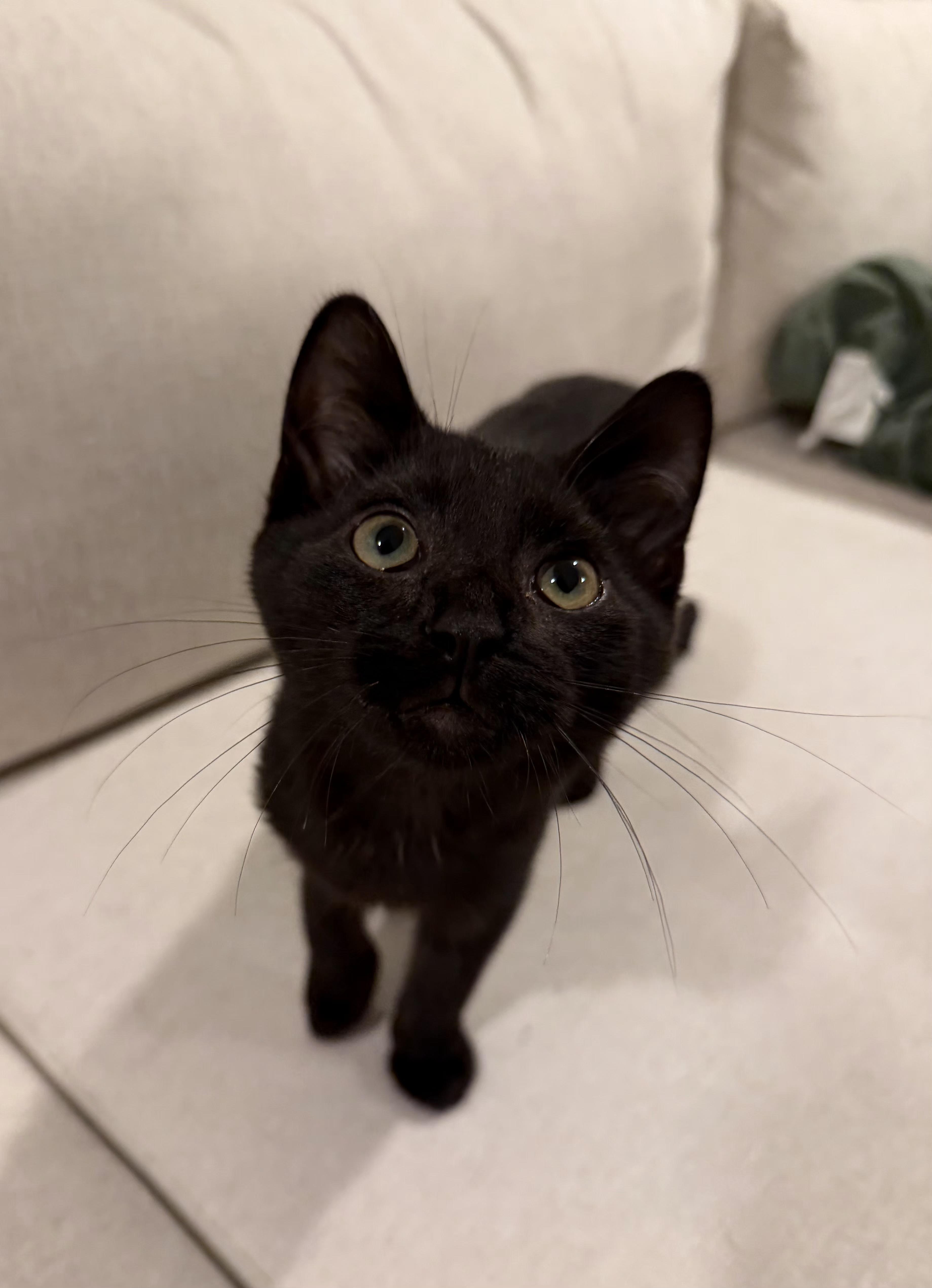 Enlarge Taj, an adoptable Domestic Short Hair in Grove City, OH image 2/3
