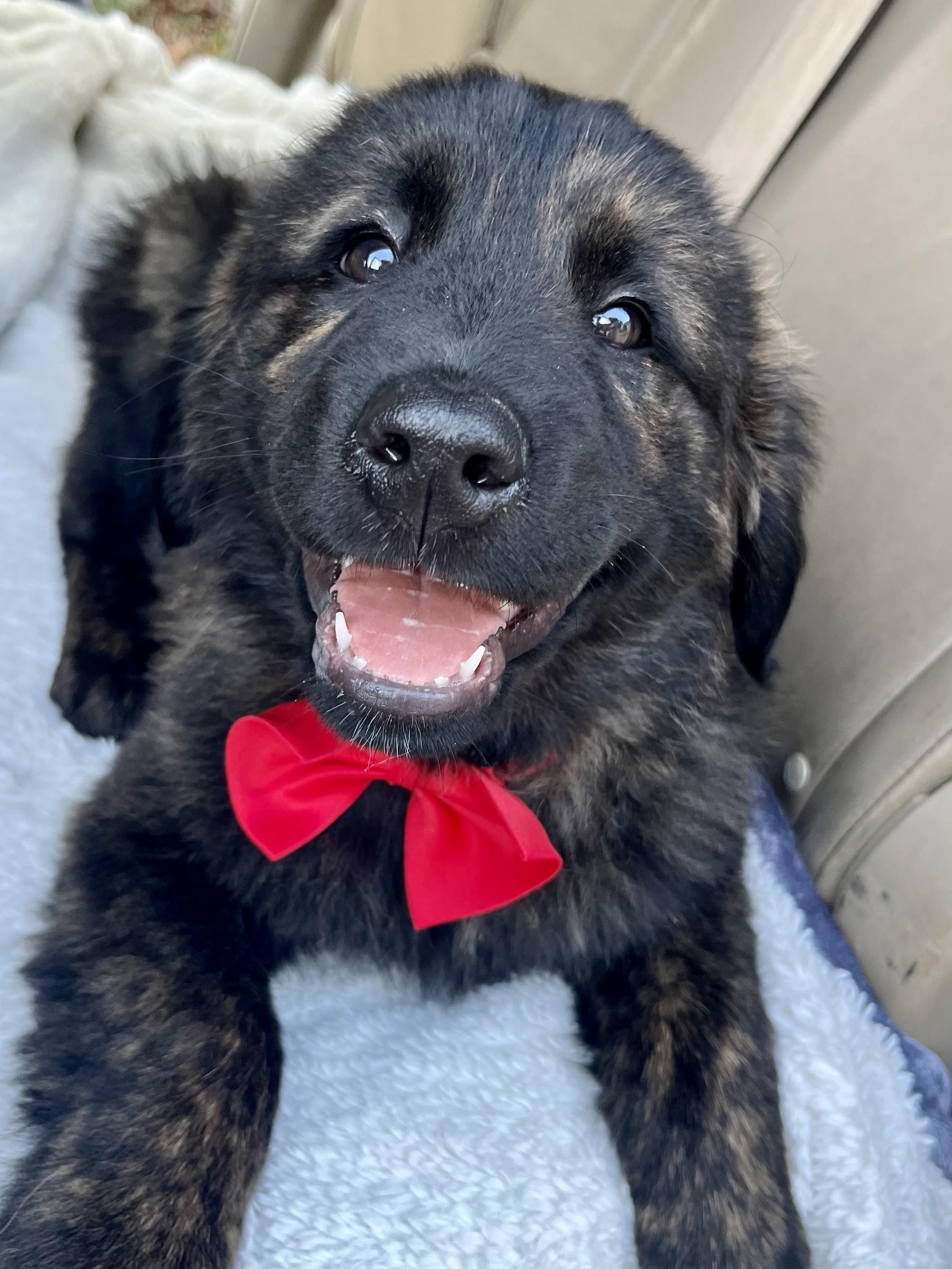 Enlarge River , an adopted mixed breed in Barnwell , SC image 3/6