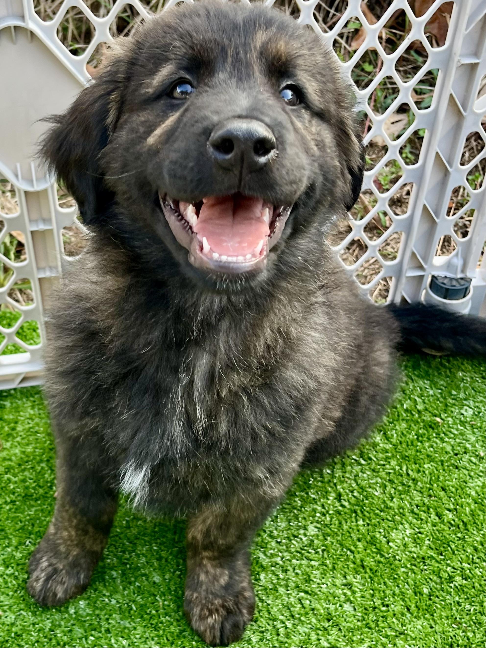 Enlarge River , an adopted mixed breed in Barnwell , SC image 6/6