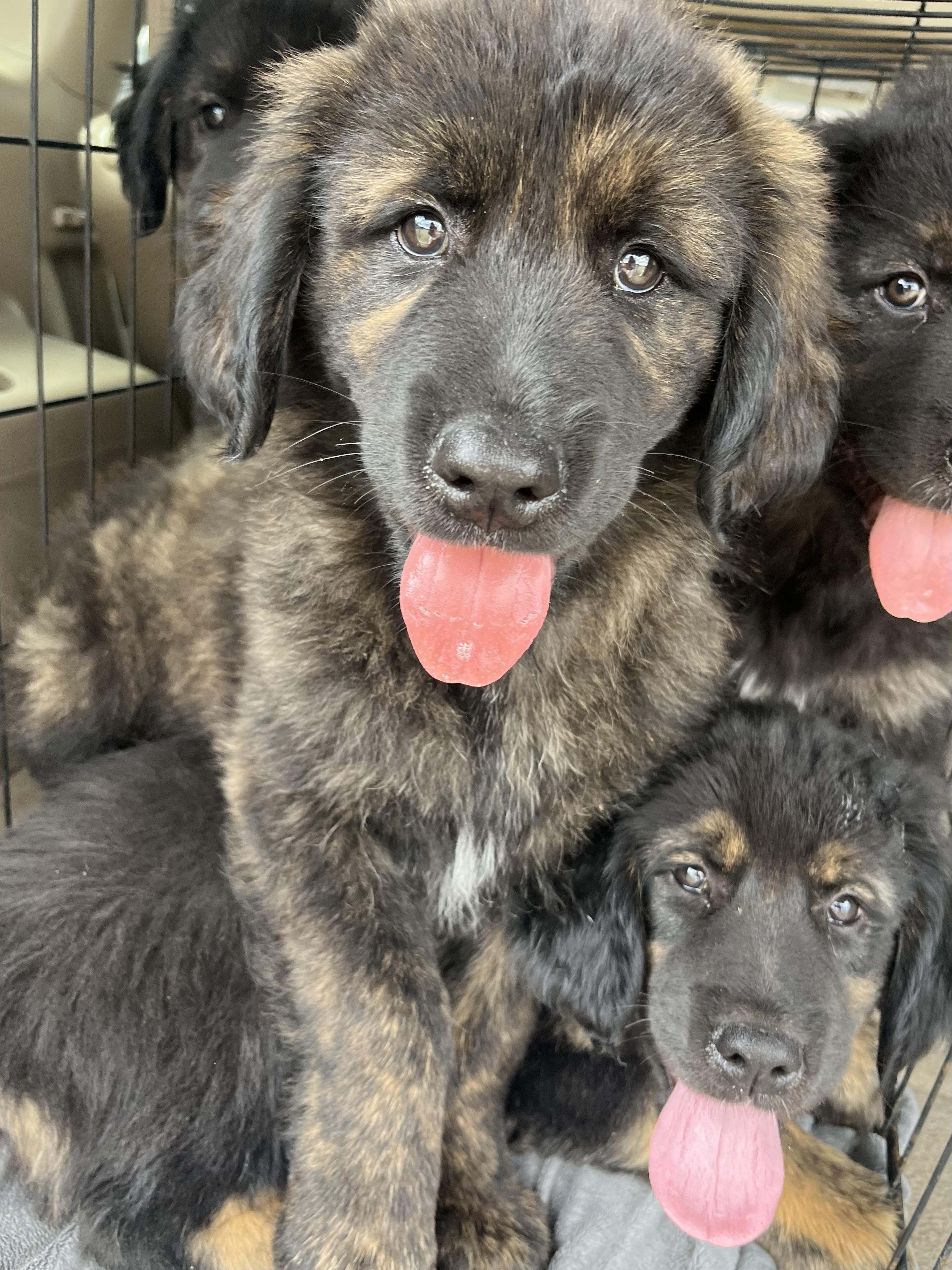 River , adopted, Puppy Male Golden Retriever & Mixed Breed.