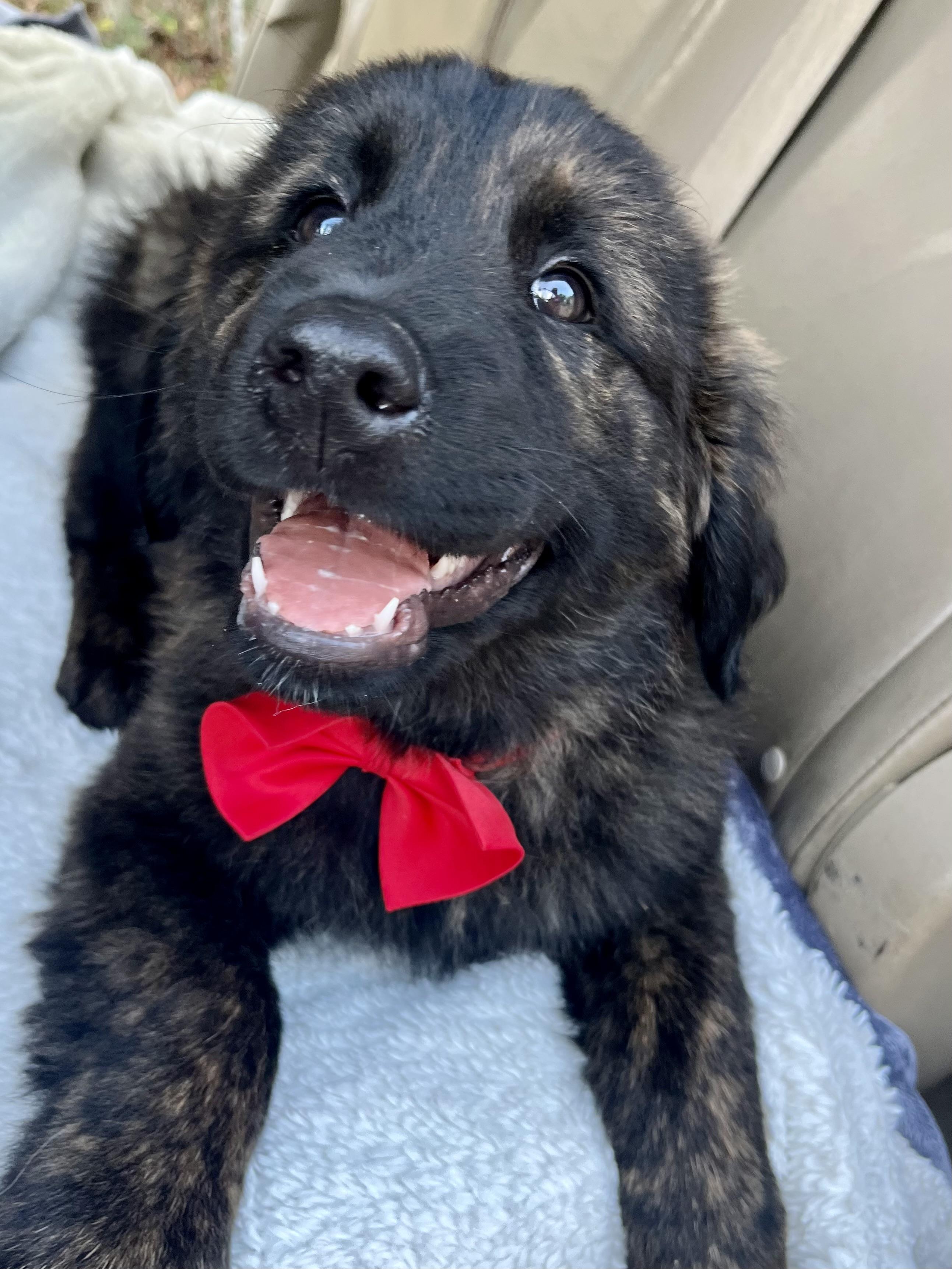 Enlarge River , an adopted mixed breed in Barnwell , SC image 5/6