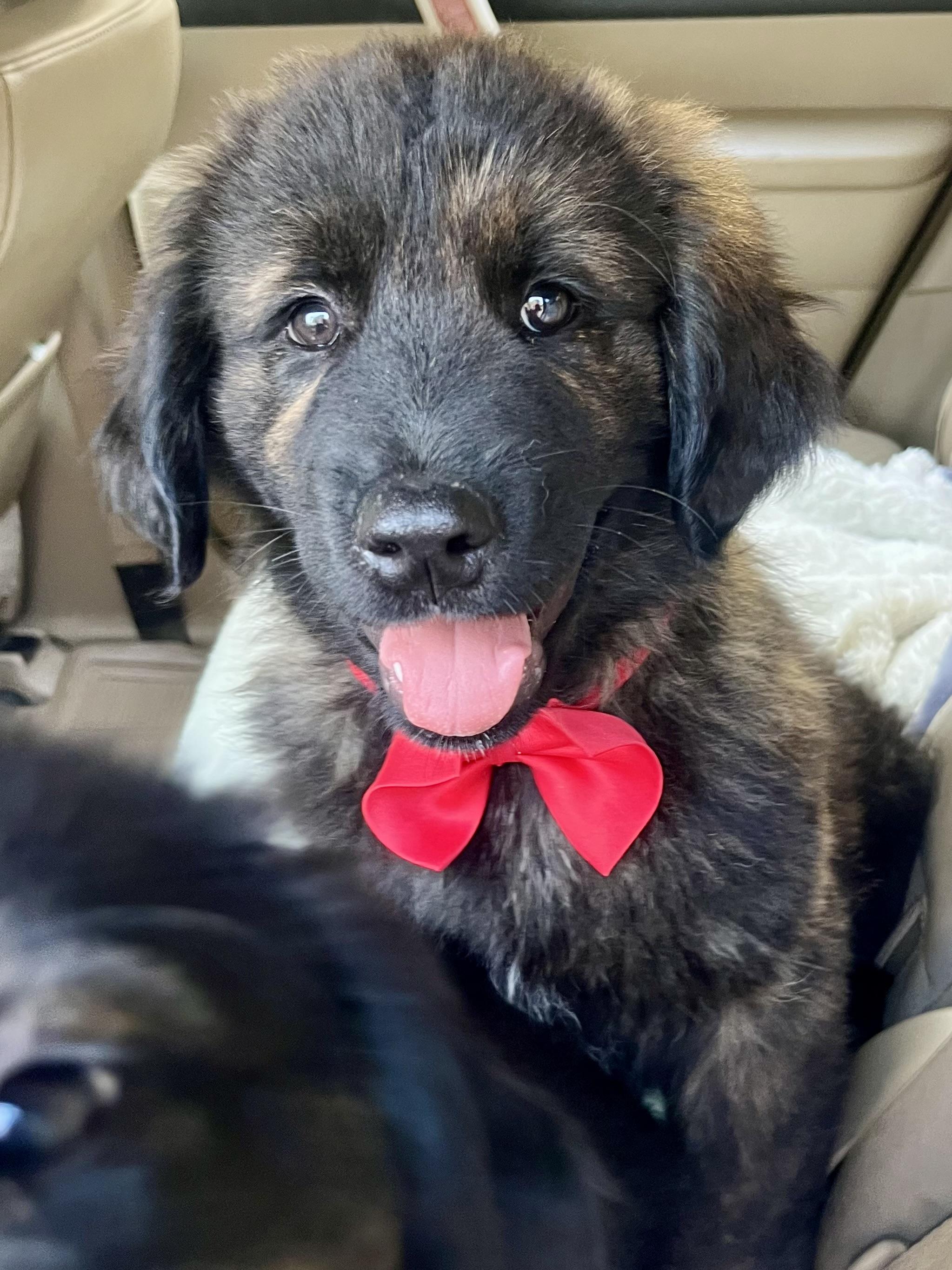 Enlarge River , an adopted mixed breed in Barnwell , SC image 4/6