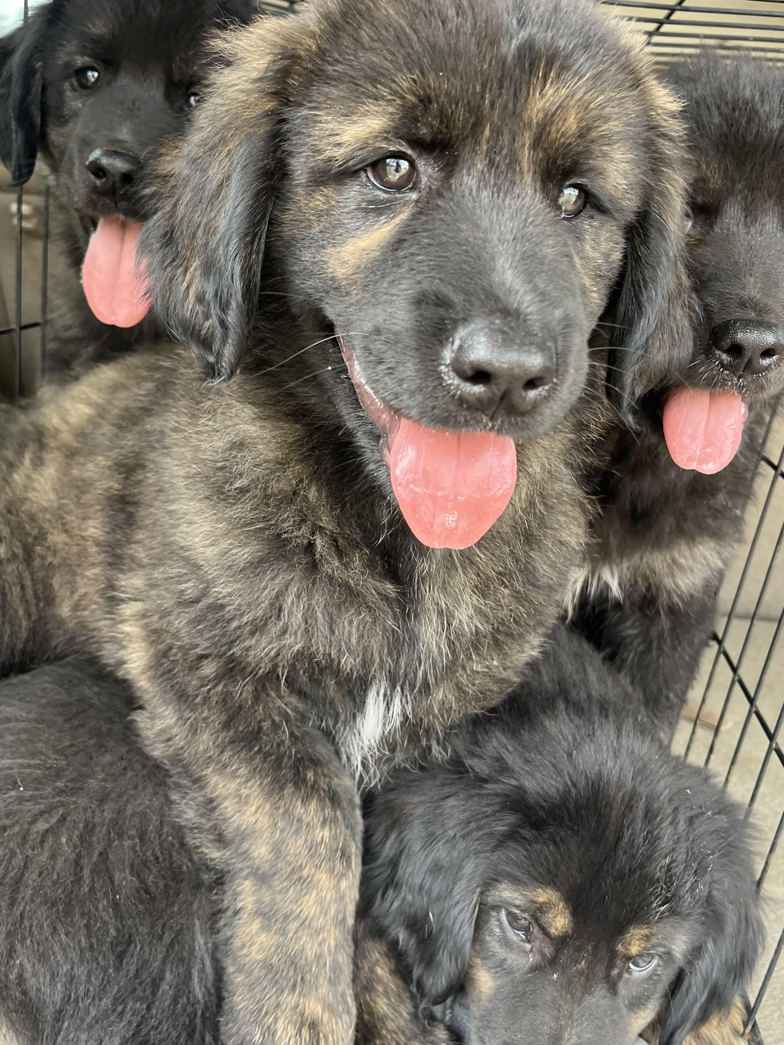 Enlarge River , an adopted mixed breed in Barnwell , SC image 2/6