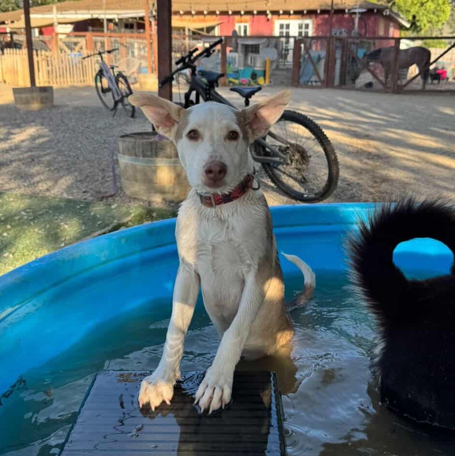 Minnow, a ADOPTABLE mixed breed in Nipomo, CA image 3/5