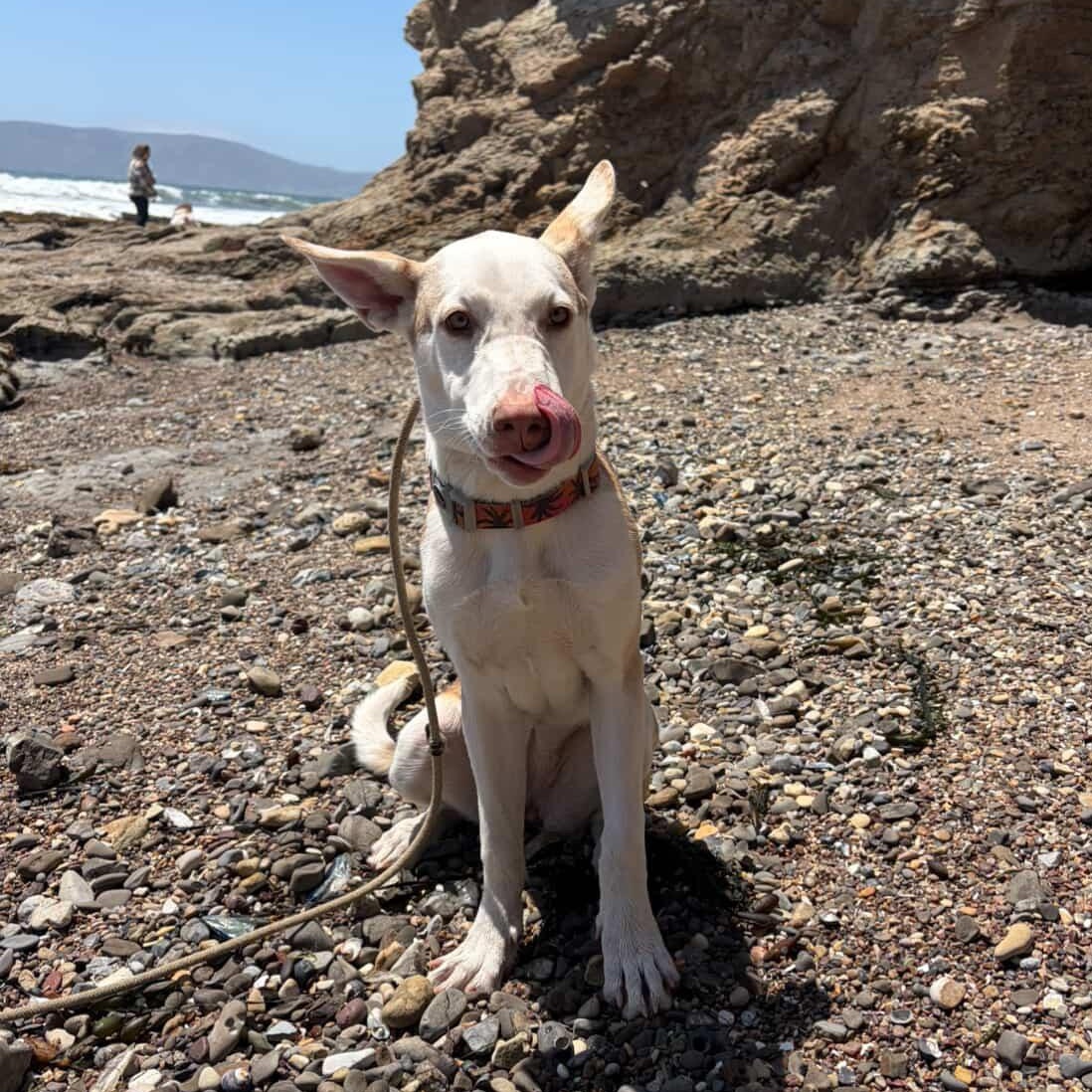 Minnow, a ADOPTABLE mixed breed in Nipomo, CA image 2/5