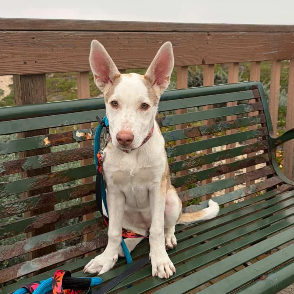 Minnow, ADOPTABLE, Puppy Female Pit Bull Terrier.