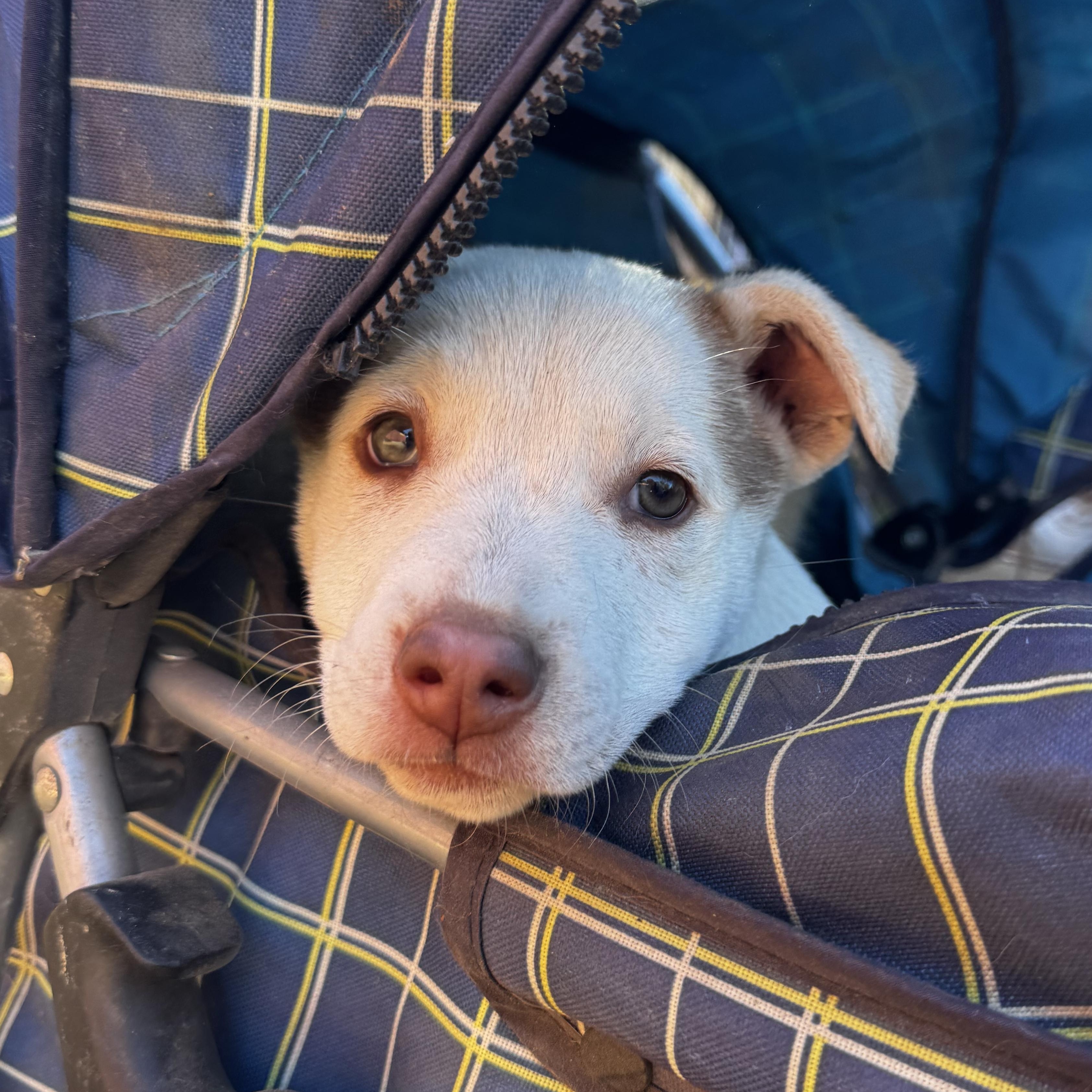 El, ADOPTABLE, Puppy Female Pit Bull Terrier.