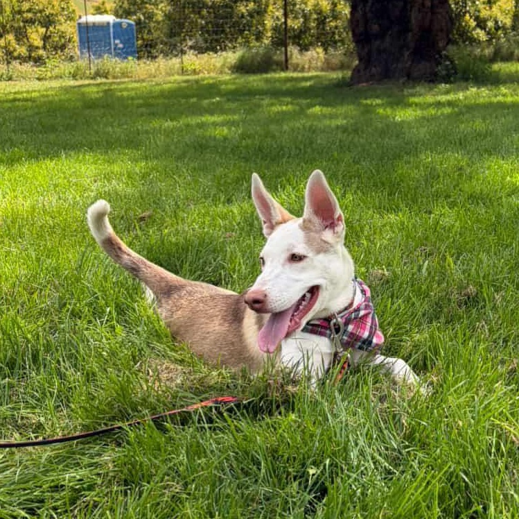 Minnow, a ADOPTABLE mixed breed in Nipomo, CA image 4/5