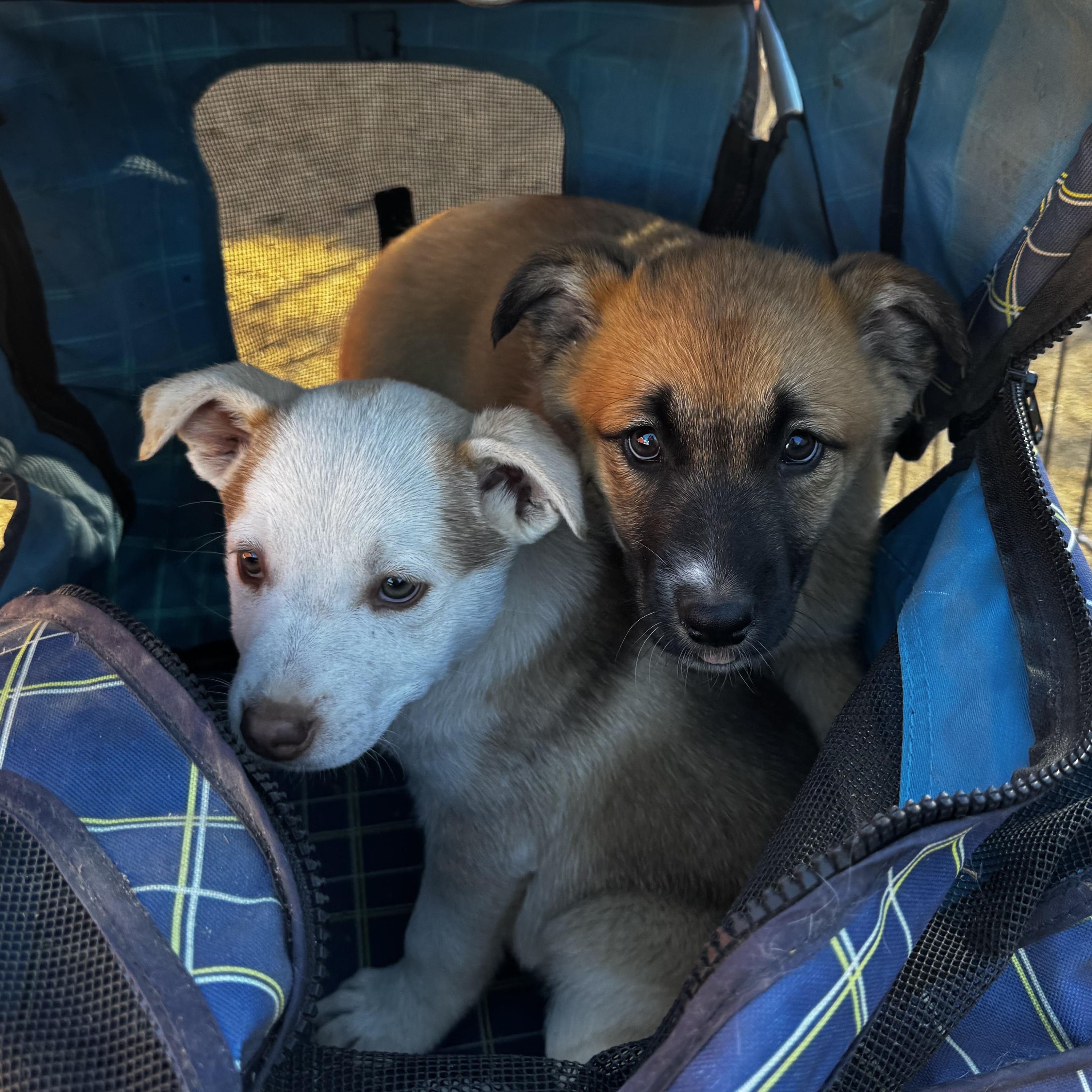 Enlarge El, a ADOPTABLE mixed breed in Nipomo, CA image 3/6