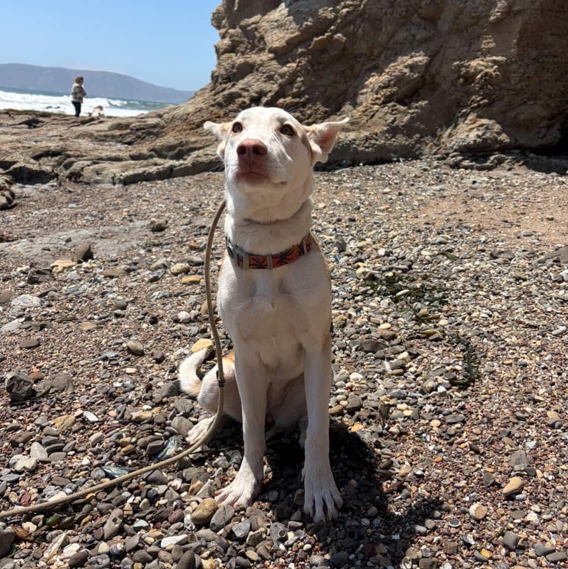 Minnow, a ADOPTABLE mixed breed in Nipomo, CA image 5/5