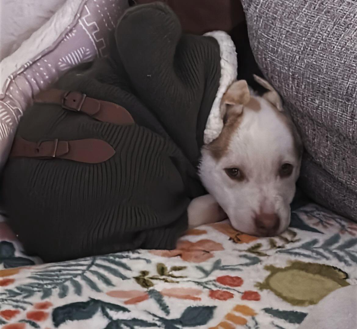 Enlarge El, a ADOPTABLE mixed breed in Nipomo, CA image 2/6