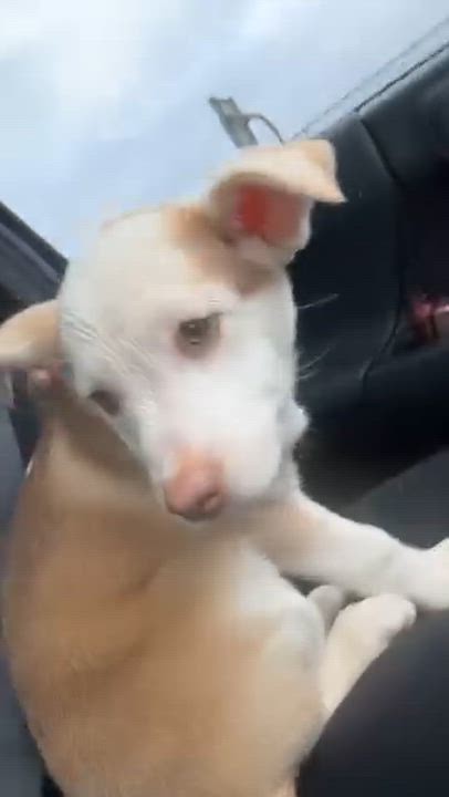 Enlarge El, a ADOPTABLE mixed breed in Nipomo, CA video 4/6