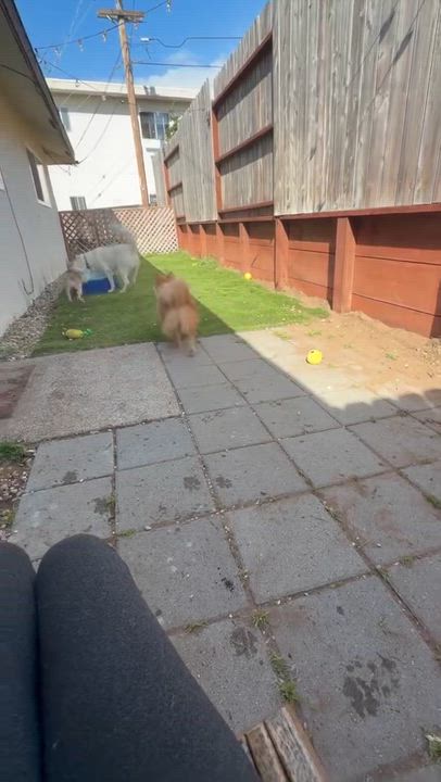 Enlarge El, a ADOPTABLE mixed breed in Nipomo, CA video 6/6