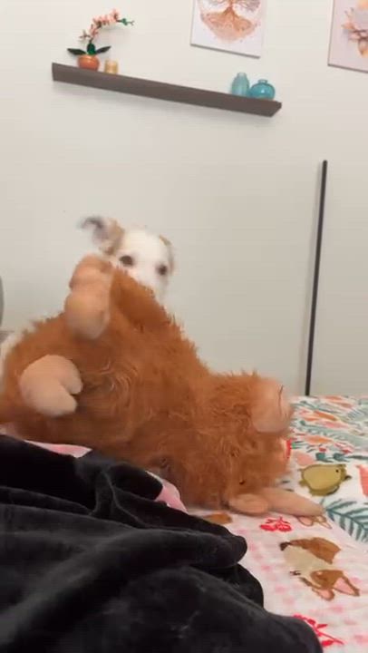 Enlarge El, a ADOPTABLE mixed breed in Nipomo, CA video 5/6