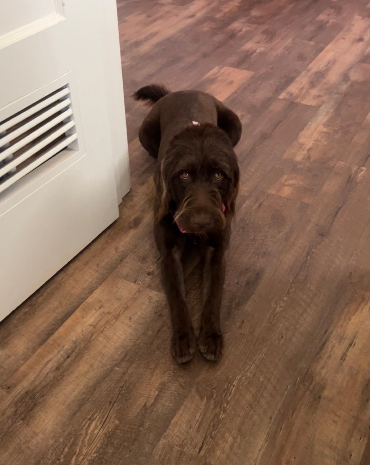 COCO, an adopted Labradoodle in Quitman, TX image 1/3
